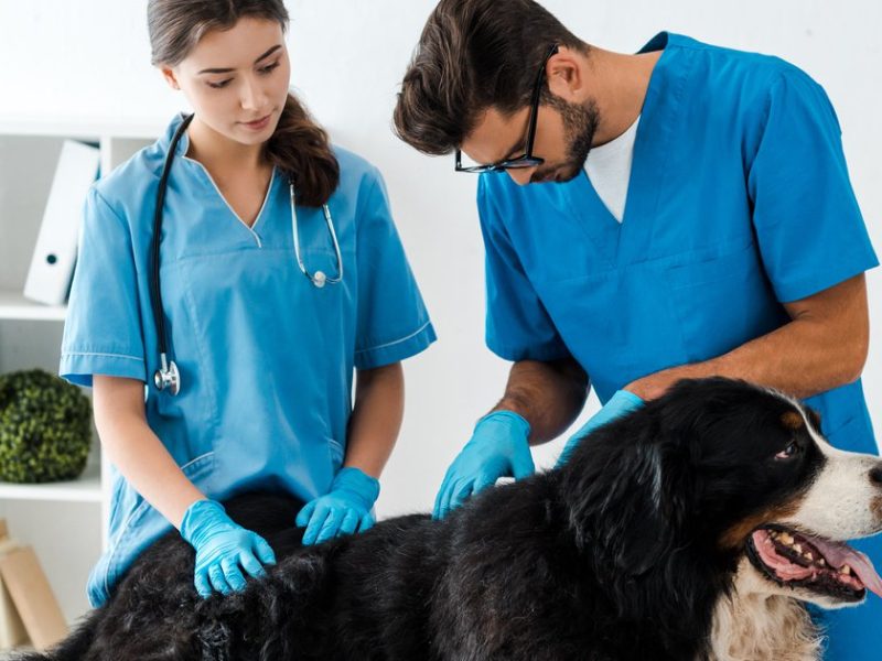 Es enfermedad profesional la alergia a los perros de un veterinario